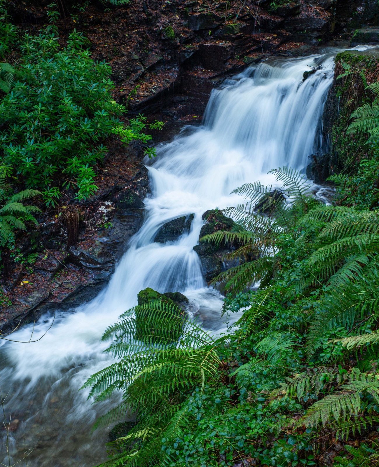 A waterfall running through moss-covered rock and ferns in the ancient rainforest of St Nectan's Glen