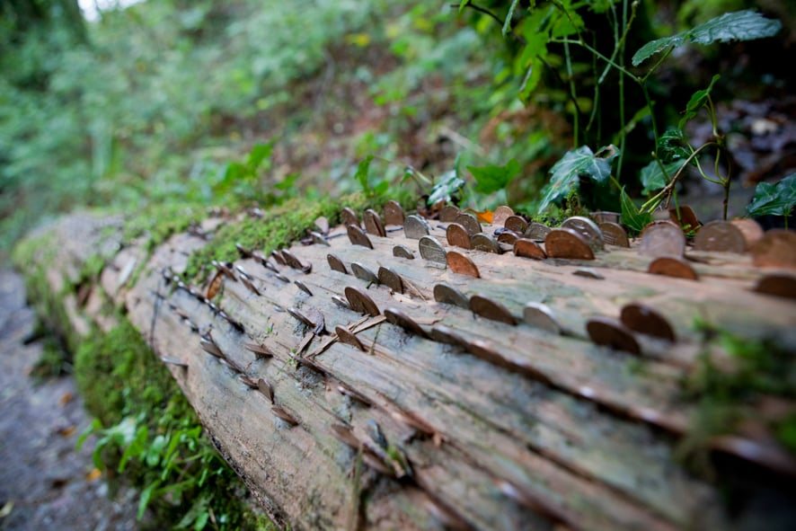 A fallen tree studded with thousands of coins pressed into the bark by visitors