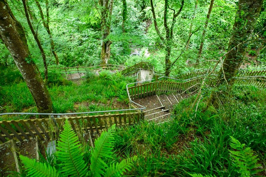 Wooden steps winding down through ferns and woodland in the Glen